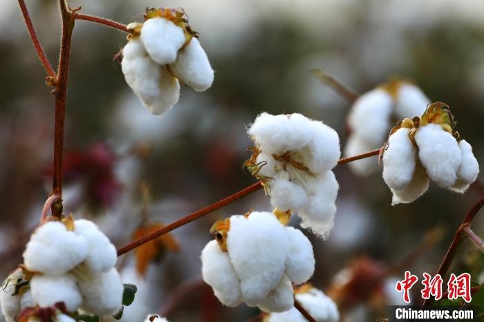 朵朵棉花吐絮盛開。　劉艷敏 攝
