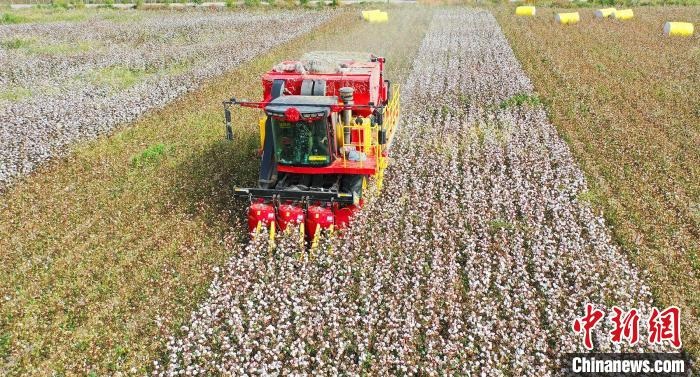 采棉機正在采收棉花，猶如在五線譜上跳動的音符，正在演奏豐收的樂章?！∷谓?攝