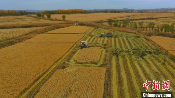 圖為科右中旗杜爾基鎮(zhèn)雙金嘎查的萬畝水稻田進(jìn)入集中收割期?！≮w殿威 攝