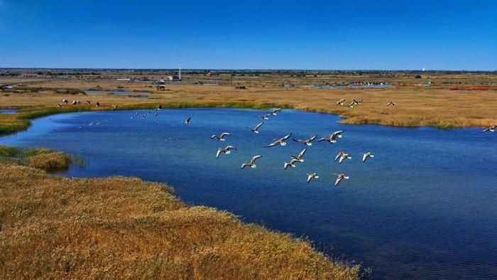 △黃河三角洲擁有天然蘆葦270平方公里，是東北亞內陸和環(huán)西太平洋鳥類遷徙重要的“中轉站”、越冬地和繁殖地。(總臺央視記者李煒、程鋮拍攝)