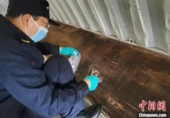 張家港海關(guān)工作人員截獲捕鳥蛛?！⊥踅〕?攝