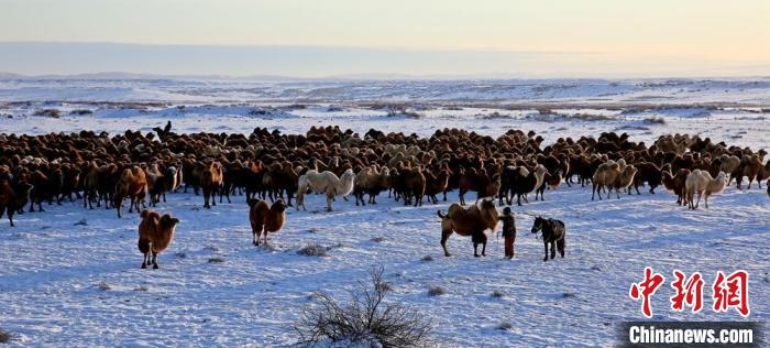 進(jìn)入冬季，駱駝在戈壁灘上散養(yǎng)?！」o琨 攝