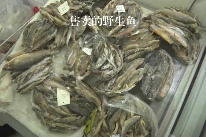 2021年12月6日，督察組現(xiàn)場(chǎng)隨機(jī)抽查發(fā)現(xiàn)，保護(hù)區(qū)附近餐館仍然存在非法經(jīng)營野生河魚的問題