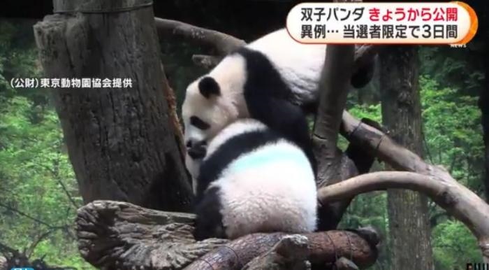 12日，日本東京上野動物園的旅日雙胞胎熊貓開始同游客見面。(圖片來源：日本富士電視臺視頻截圖)