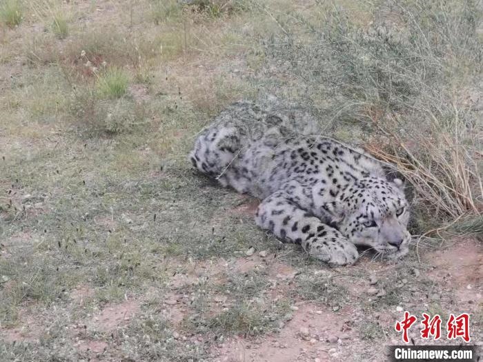 圖為在四子王旗發(fā)現(xiàn)的雪豹(資料圖)?！∷淖油跗炀焦﹫D