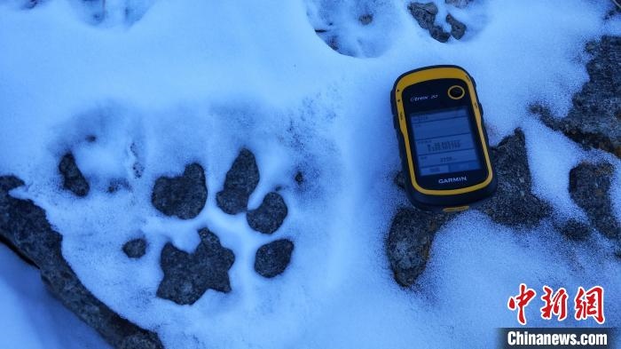 圖為疑似放歸雪豹的足跡(資料圖)。　內(nèi)蒙古賀蘭山國家級自然保護區(qū)供圖