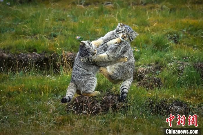 圖為作品《難分伯仲》。　焦生福 攝