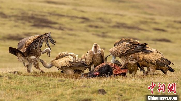 圖為作品《聚會》?！℃夭疾夭爬?攝