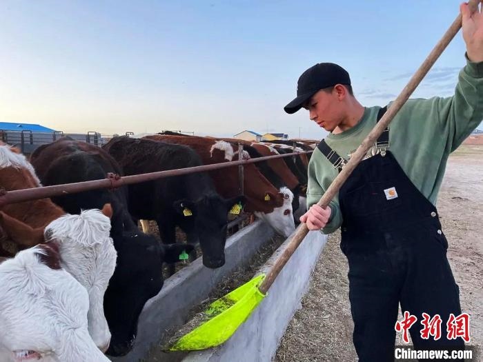 圖為敖木希勒在喂牛。　敖木希勒供圖