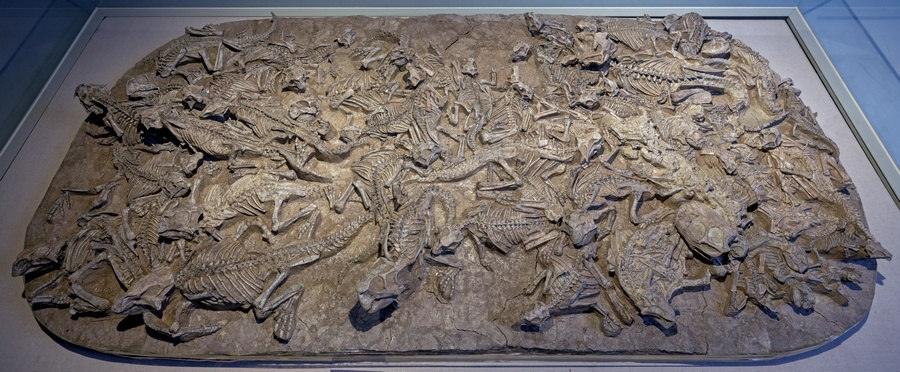 1621331961302459.jpg 鸚鵡嘴龍.jpg