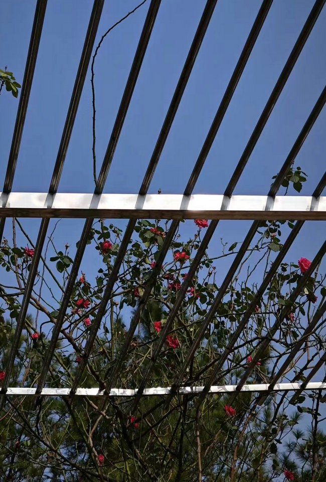 1708352721592977.jpg 舅舅家爬得高的薔薇已經(jīng)開起了花.jpg