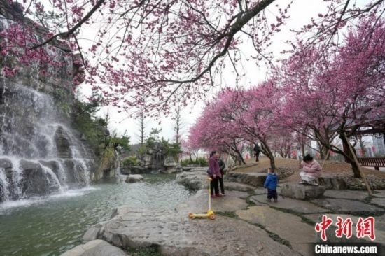 2月23日，市民在乾藝梅園景區(qū)觀賞綻放的梅花。陳興輝 攝