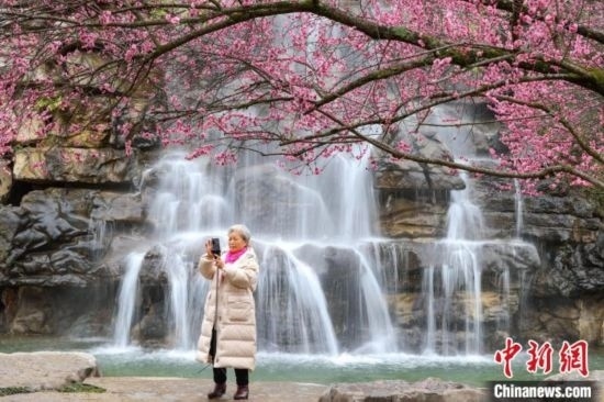 2月23日，市民在乾藝梅園景區(qū)拍攝綻放的梅花。瞿宏倫 攝