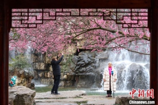 2月23日，市民在乾藝梅園景區(qū)觀賞拍攝綻放的梅花。瞿宏倫 攝