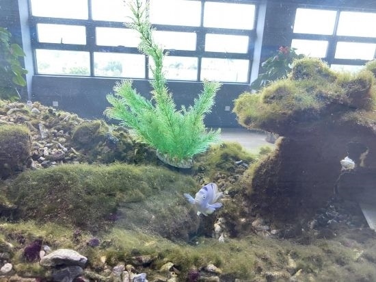 圖為寶鋼湛江鋼鐵水控中心，觀賞海魚在鋼渣漁礁里游動