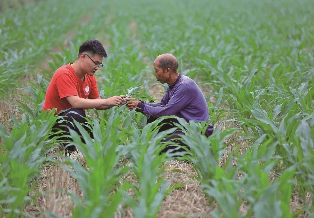 △科技小院的學(xué)生在給村民講解玉米種植知識。