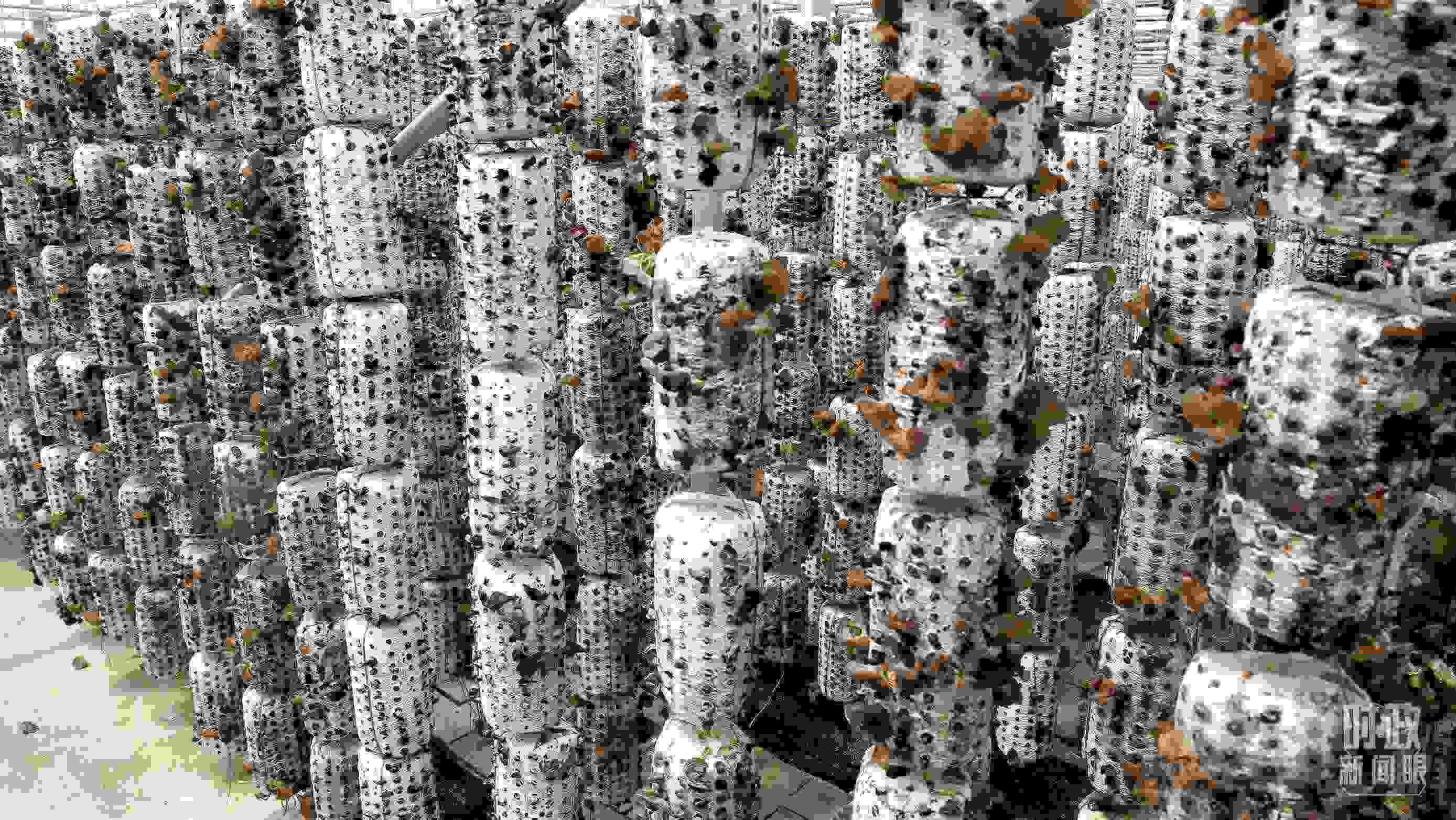 △金米村的小木耳、大產(chǎn)業(yè)。（圖／視覺中國）