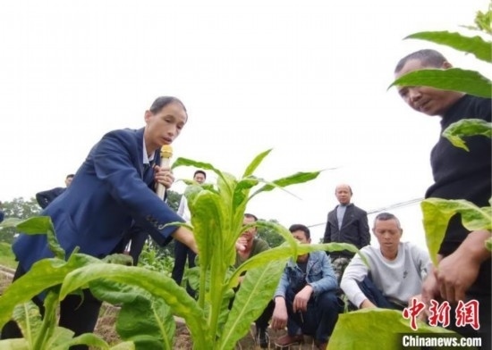 “鄉(xiāng)村學(xué)堂”田間現(xiàn)場教學(xué)。(資料圖) 唐濤華 攝