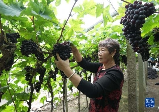 5月26日，唐山市海港經(jīng)濟(jì)開發(fā)區(qū)王灘鎮(zhèn)趙灘村農(nóng)民在大棚內(nèi)采摘葡萄。