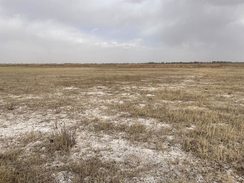撂荒后的部分地塊已現(xiàn)鹽堿。 人民網(wǎng)記者 楊喬攝