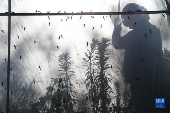 6月21日，山東省樂陵市西段鄉(xiāng)岔河村東亞飛蝗養(yǎng)殖基地的養(yǎng)殖戶在大棚內(nèi)忙碌。新華社記者 范長國 攝