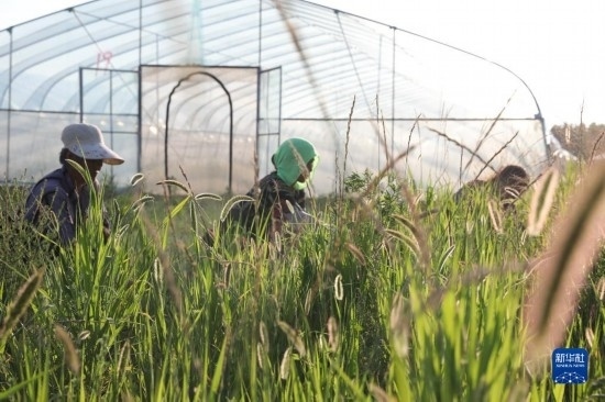 6月21日，山東省樂陵市西段鄉(xiāng)岔河村東亞飛蝗養(yǎng)殖基地的螞蚱養(yǎng)殖戶在割草。新華社記者 范長國 攝