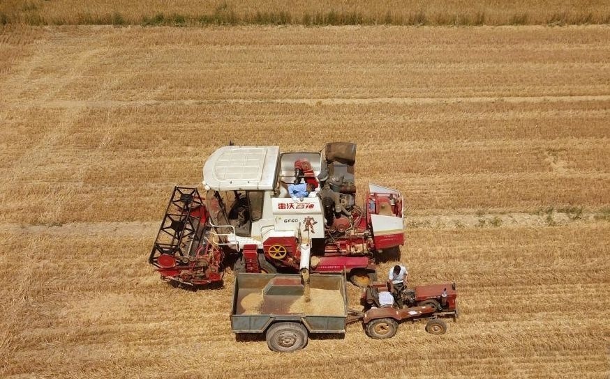 2023年6月14日，在山東省臨邑縣林子鎮(zhèn)，聯(lián)合收割機在收獲小麥。