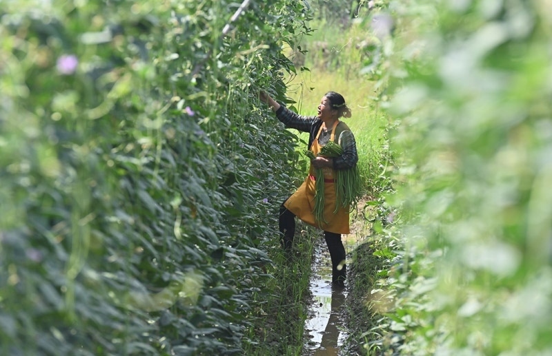 2023年6月15日，在廣西柳州市鹿寨縣中渡鎮(zhèn)石墨村，村民在高標準農(nóng)田里采收豆角。