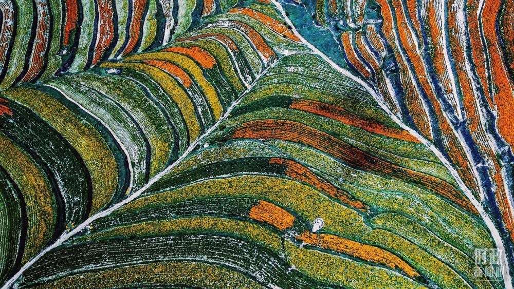 寧夏彭陽(yáng)縣。萬(wàn)壽菊與格桑花盛開在錯(cuò)落的山間梯田上。（總臺(tái)國(guó)廣記者李晉拍攝）