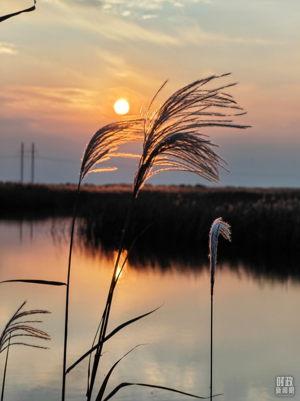 2021年10月，習(xí)近平赴山東東營(yíng)考察黃河入海口。黃河三角洲濕地，蘆葦飄蕩。（總臺(tái)央視記者彭漢明拍攝）