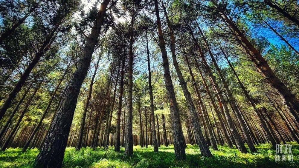 河北塞罕壩。（總臺(tái)央視記者謝曉光拍攝）