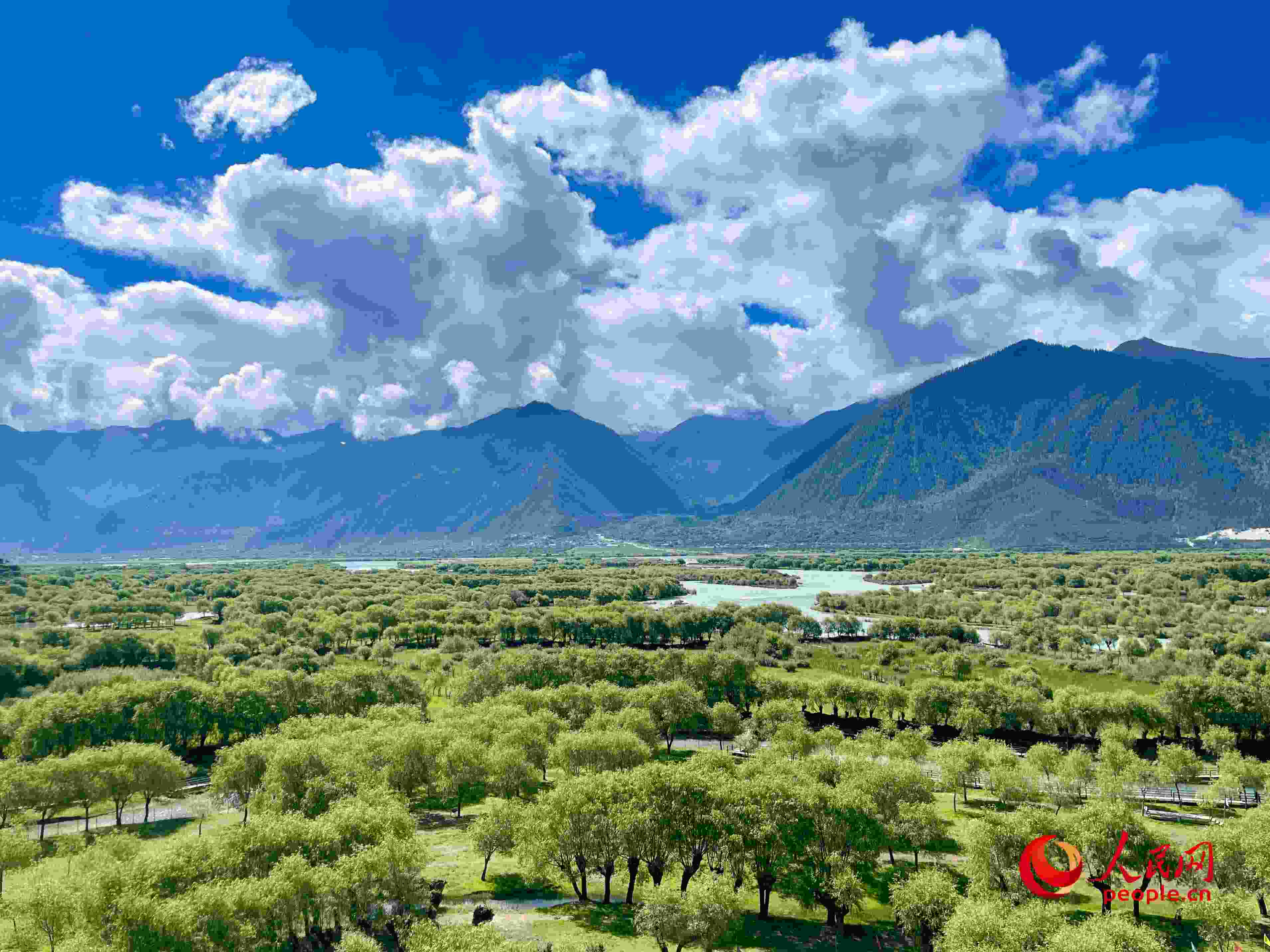 夏日的雅尼國家濕地公園生機盎然，如詩如畫。人民網(wǎng) 周靜圓攝