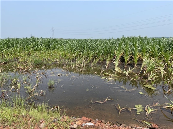 復(fù)墾過(guò)后仍有地塊積水（中國(guó)之聲記者江曉晨 攝）