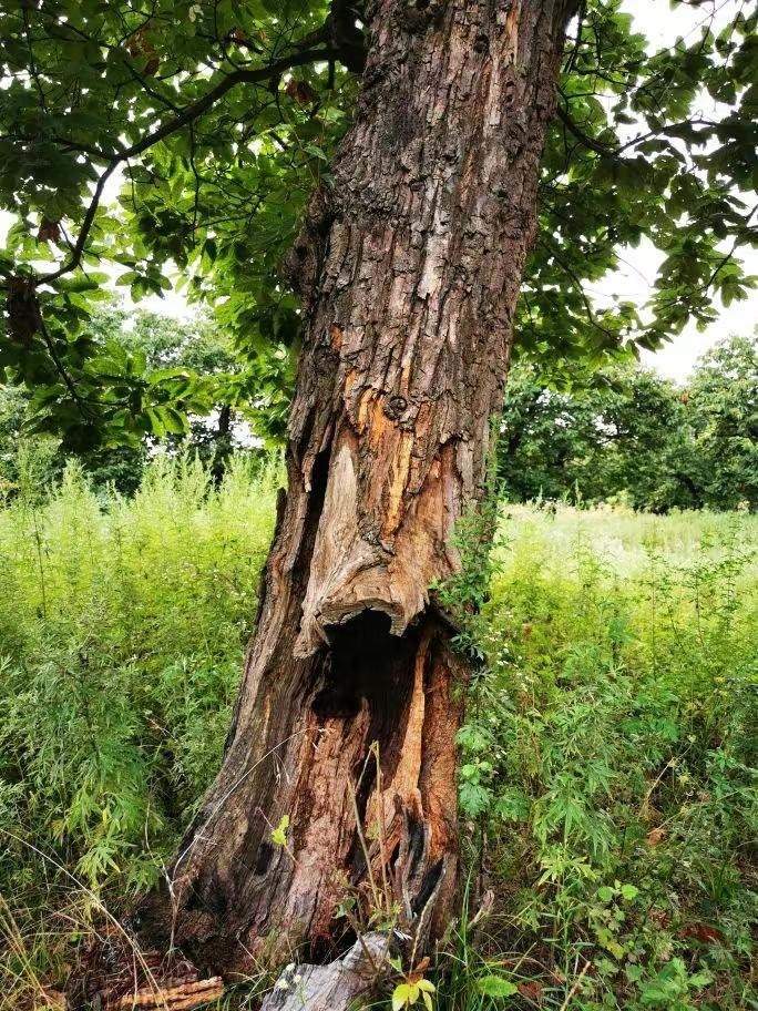 圖為2021年10月拍攝的秦嶺北麓百年板栗古樹(shù)遭破壞情況。人民網(wǎng)記者 吳超攝