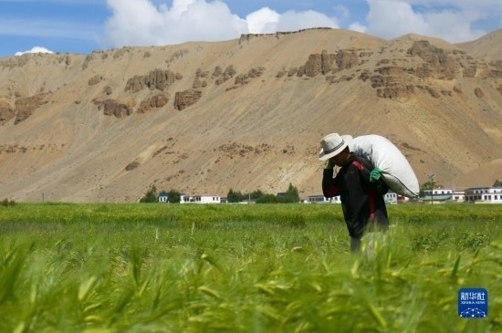 8月12日，西藏阿里地區(qū)普蘭縣赤德村村民在青稞田里勞作。