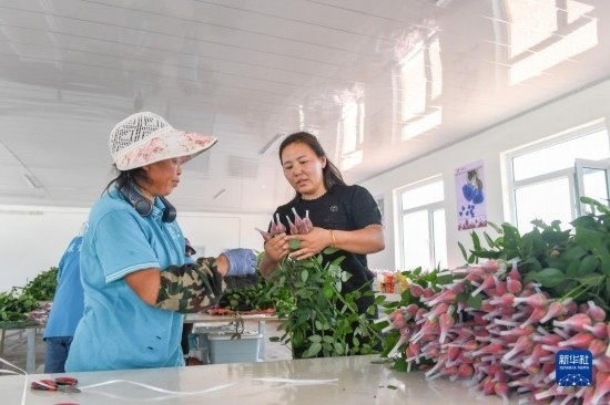 8月17日，吉林省德惠市朱城子鎮(zhèn)沿河村程雪家庭農(nóng)場的負(fù)責(zé)人楊雪（右）指導(dǎo)農(nóng)民修剪玫瑰花。新華社記者 張楠 攝