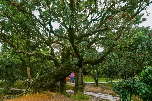 高州市根子鎮(zhèn)柏橋村古荔枝種植園。丘立賀攝