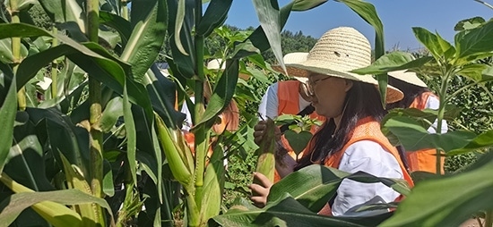 北京工商大學(xué)組織學(xué)生開展暑期社會(huì)實(shí)踐。學(xué)校供圖