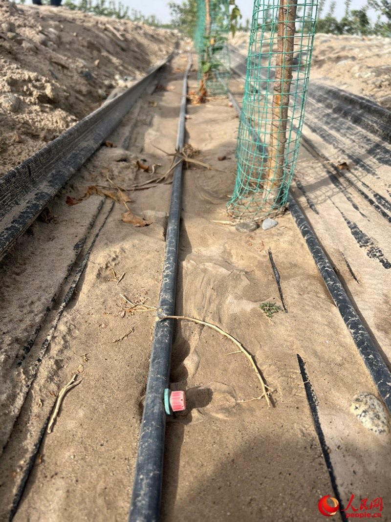 水肥一體化滴灌技術(shù)，可極大節(jié)約用水量。人民網(wǎng)記者 常雪梅攝