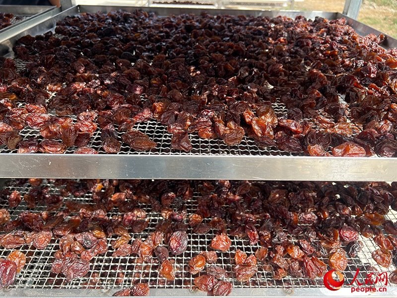 晾曬西梅。人民網(wǎng)記者 常雪梅攝