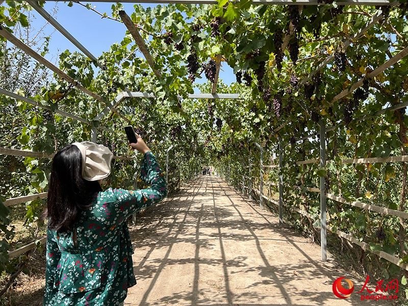新疆閩龍達(dá)干果產(chǎn)業(yè)有限公司內(nèi)種植的葡萄。人民網(wǎng)記者 常雪梅攝