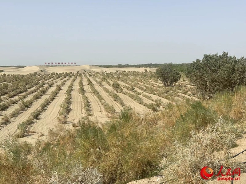 麥蓋提縣百萬畝防風(fēng)固沙生態(tài)林建設(shè)工程。人民網(wǎng)記者 常雪梅攝