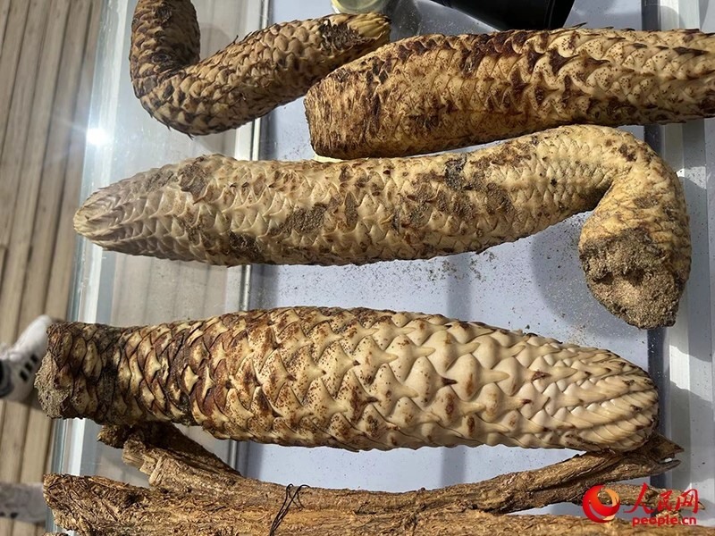 林下經(jīng)濟(jì)作物肉蓯蓉。人民網(wǎng)記者 常雪梅攝