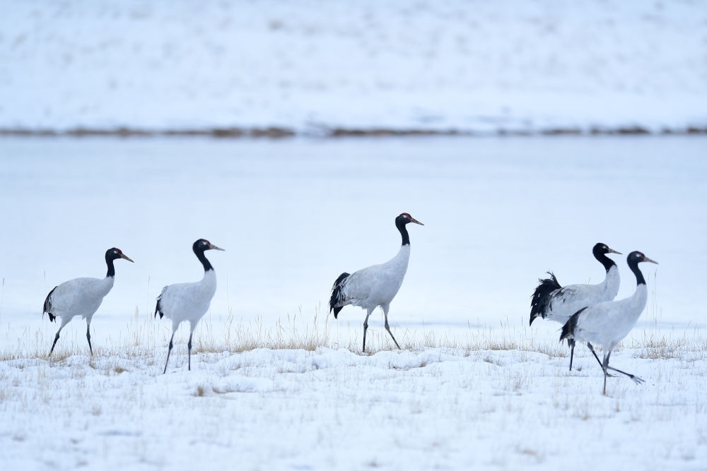 2021年10月21日在三江源國(guó)家公園黃河源園區(qū)內(nèi)拍攝的黑頸鶴。新華社記者 張龍 攝