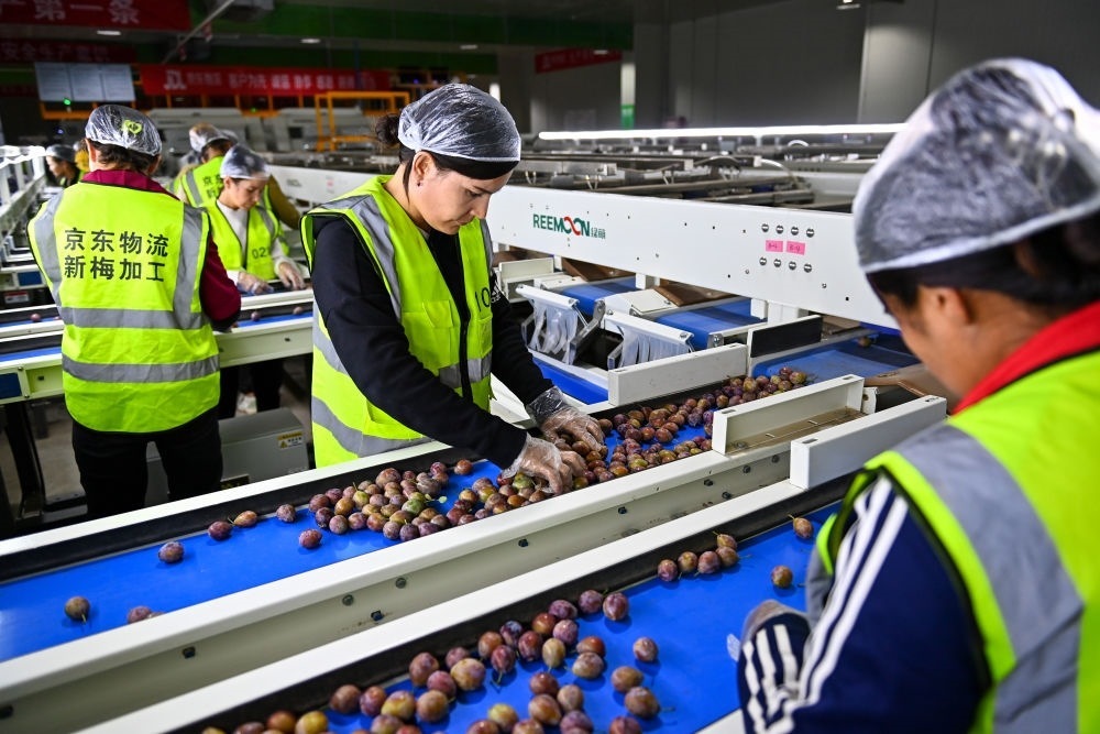 在新疆伽師縣粵伽新梅產(chǎn)業(yè)園內(nèi)的京東物流新疆智能供應(yīng)鏈中心，員工在智能分揀線檢查分選好的新梅（2023年8月30日攝）。新華社記者 丁磊 攝