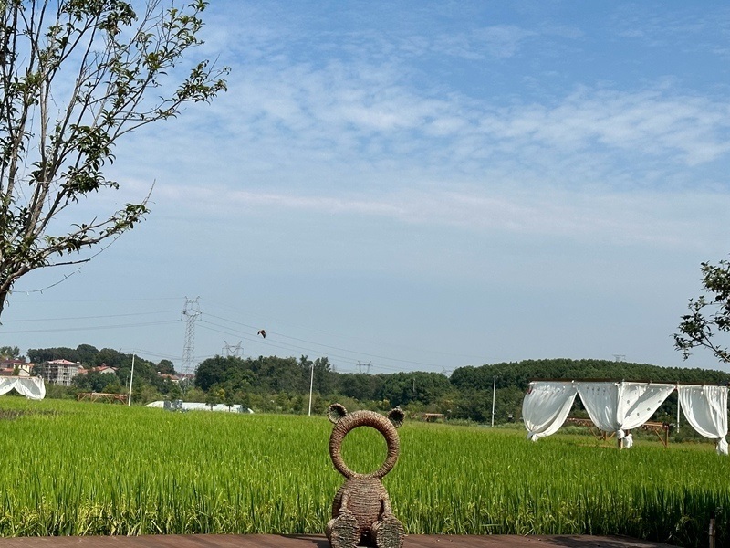 林語未來村打造農(nóng)家畈田園綜合體。人民網(wǎng) 王紹紹攝