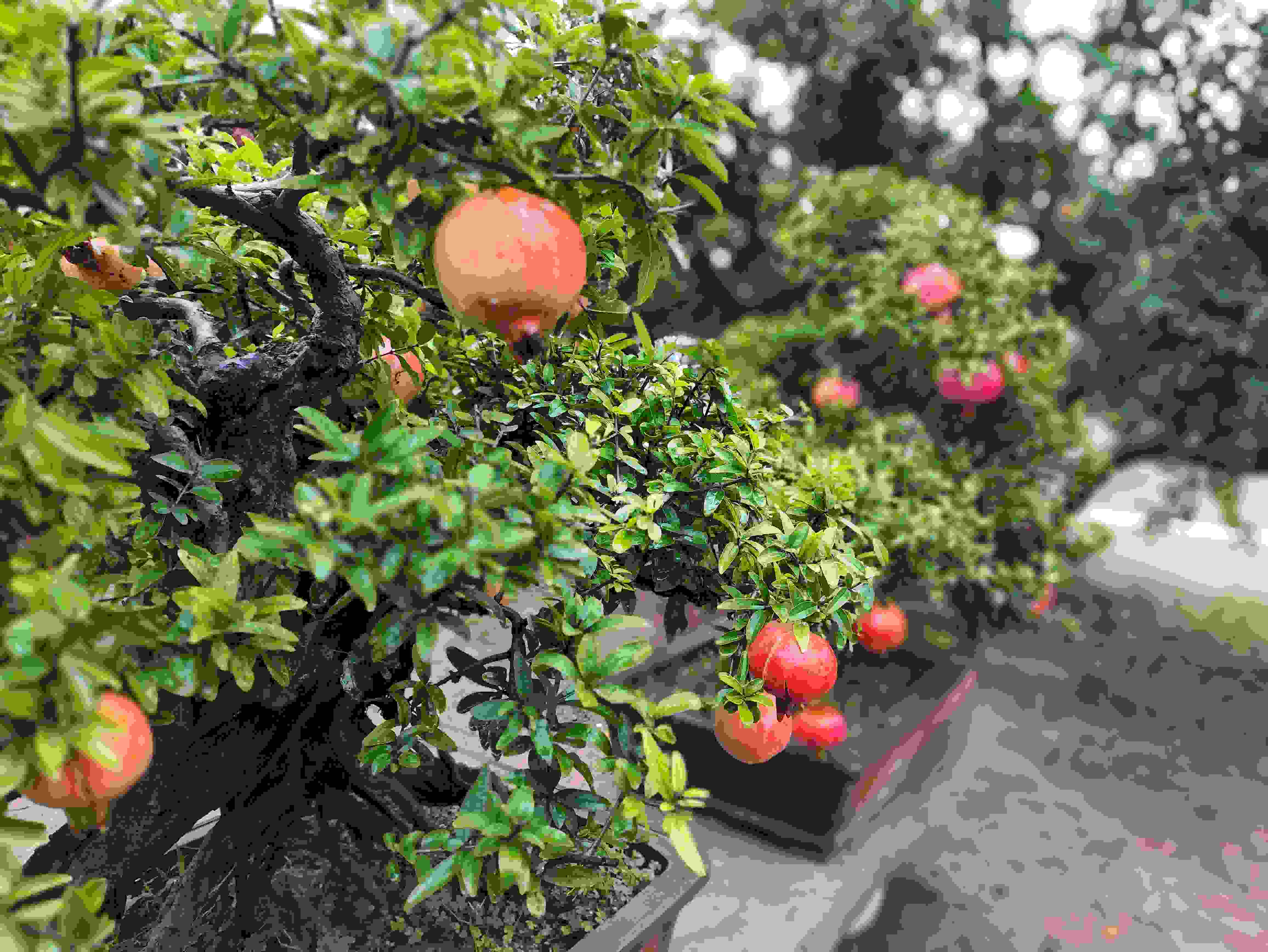 △石榴的發(fā)展帶動了當?shù)厥衽杈爱a(chǎn)業(yè)。（總臺央視記者鐘信偉拍攝）