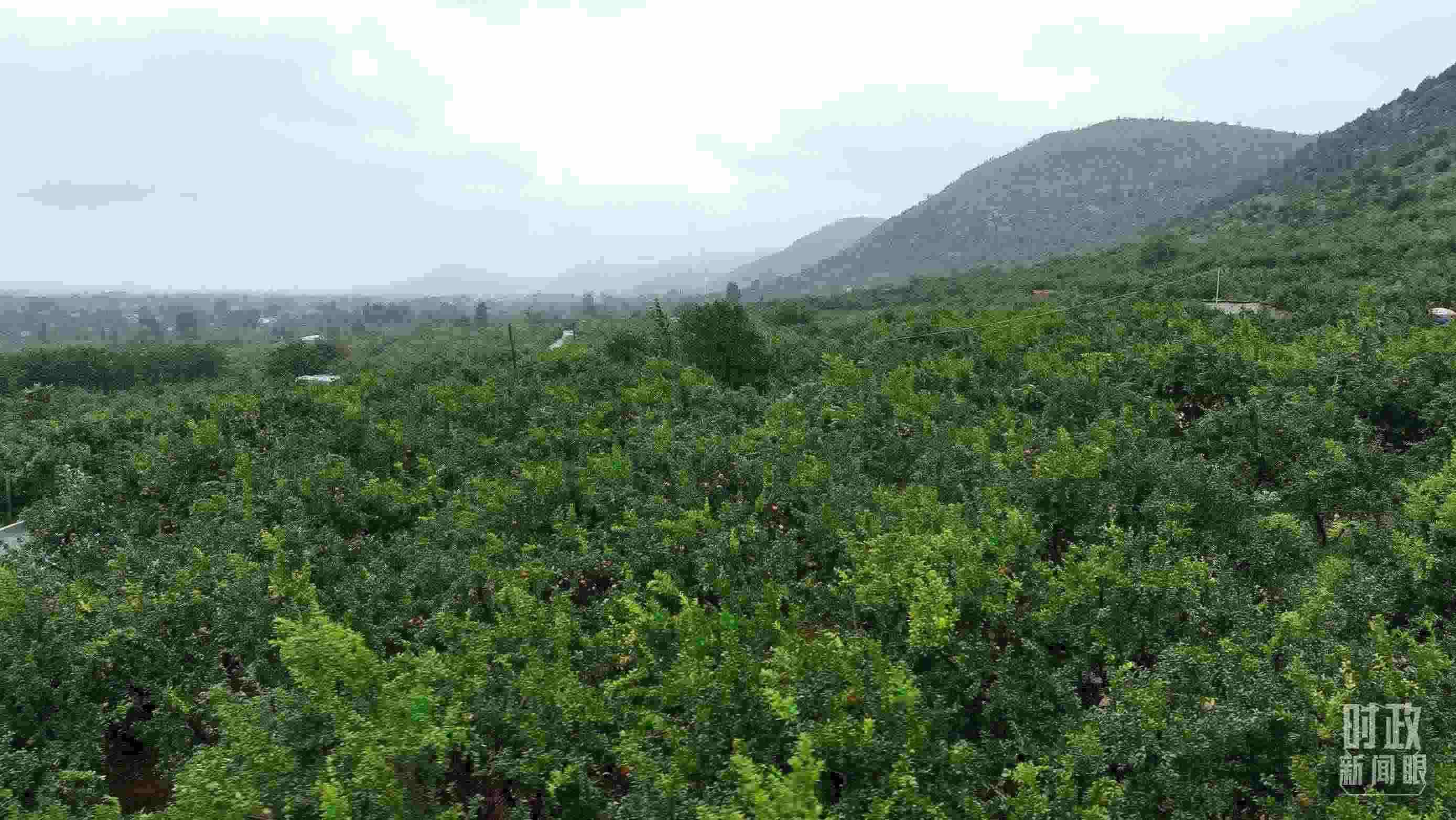 △山東棗莊冠世榴園。（總臺(tái)記者韓森、張鵬拍攝）