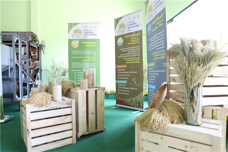 圖為泰國(guó)農(nóng)業(yè)與合作社部培育的優(yōu)質(zhì)稻種。泰國(guó)商務(wù)部供圖