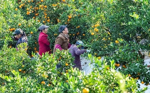 農(nóng)戶在果園中采摘果實。湖南省石門縣融媒體中心 唐亞翔攝
